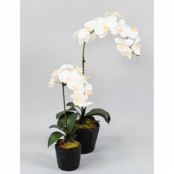 Phalaenopsis Artificielle Motte - 85(h)