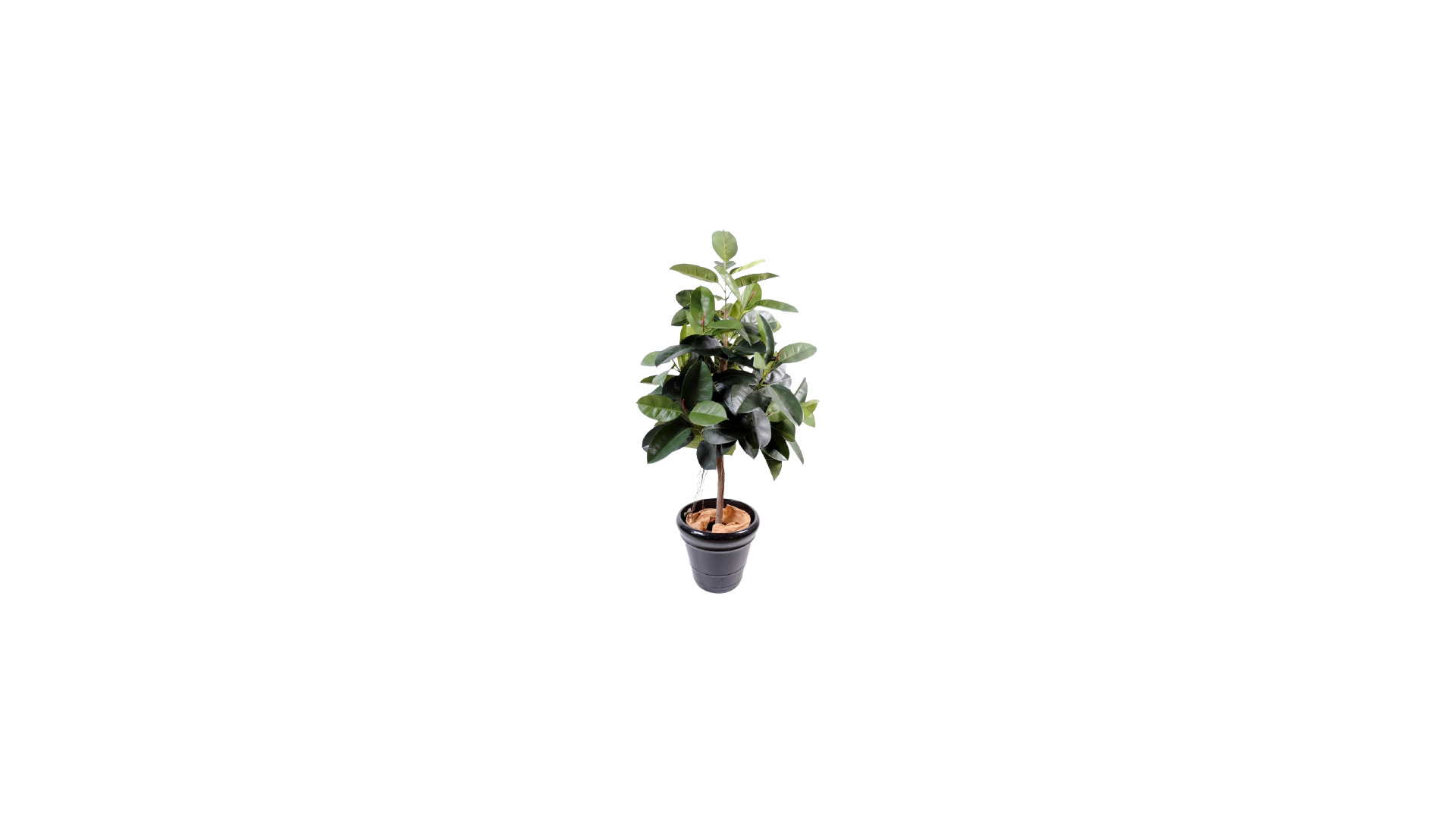 Ficus Artificiel Elastica - 150(h) - Plante artificielle d'intérieur