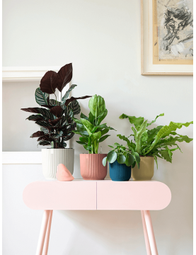 Petits pots pour table en plastique