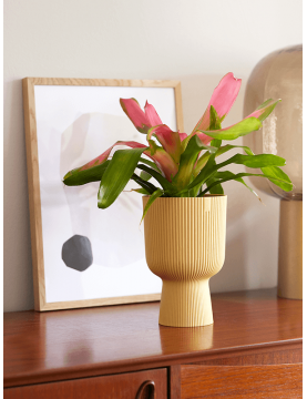 Coupe déco pour plante