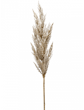Herbe Pampa Crème (lot de 2) - Pampa décorative
