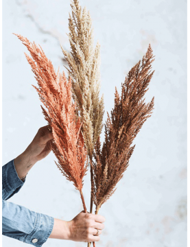 Bouquet pampa coloré