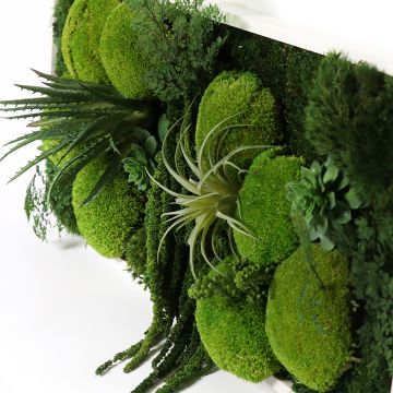 Végétaux stabilisés création déco