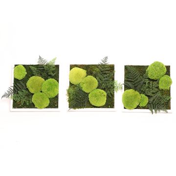 Triptyque mousse végétale