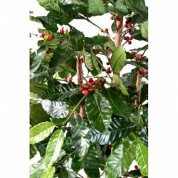 Cafeier Artificiel Fleurs Troncs Noueux