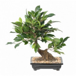 BONSAI ARTIFICIEL FICUS EN COUPE