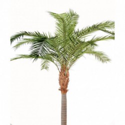 Phoenix Canariensis