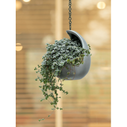 Suspension design pour fleurs