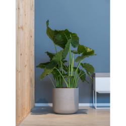 Pot design pour plante