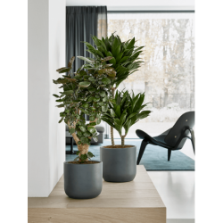 Pot déco pour intérieur