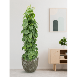 Pot de fleur céramique