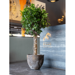 Pot de fleur intérieur