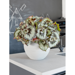 Petit pot de fleur pour plante