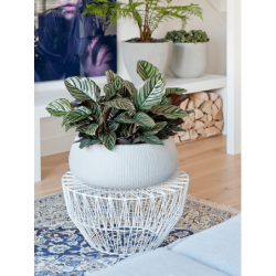 Coupe design pour végétal