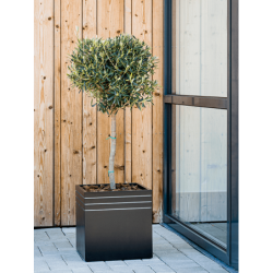 Pot design pour plante