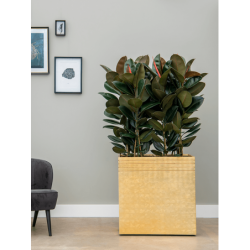 Jardinière haute pour intérieur