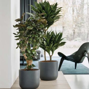 Bacs à fleurs - Collection Ease | Florabora Home