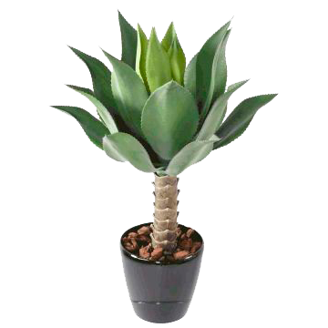 Cactées & Succulentes artificielles | Florabora Home