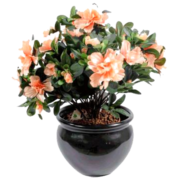 Plantes fleuries artificielles – Décoration l Florabora Home