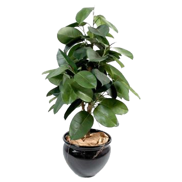 Ficus artificiels - Arbres artificiels - Décoration l Florabora Home