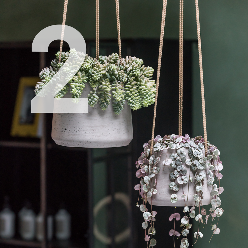 choisi_plantes_artificielles