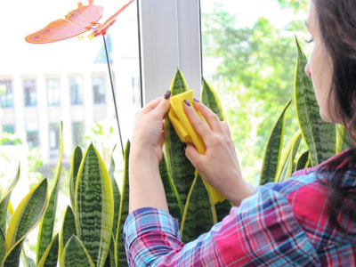 Comment nettoyer sa plante artificielle : Conseils et astuces