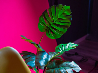 Comment associer vos plantes artificielles à votre décoration ?